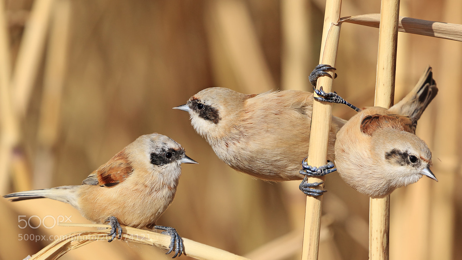 Canon EOS 7D Mark II sample photo. Eurasian penduline tit. photography
