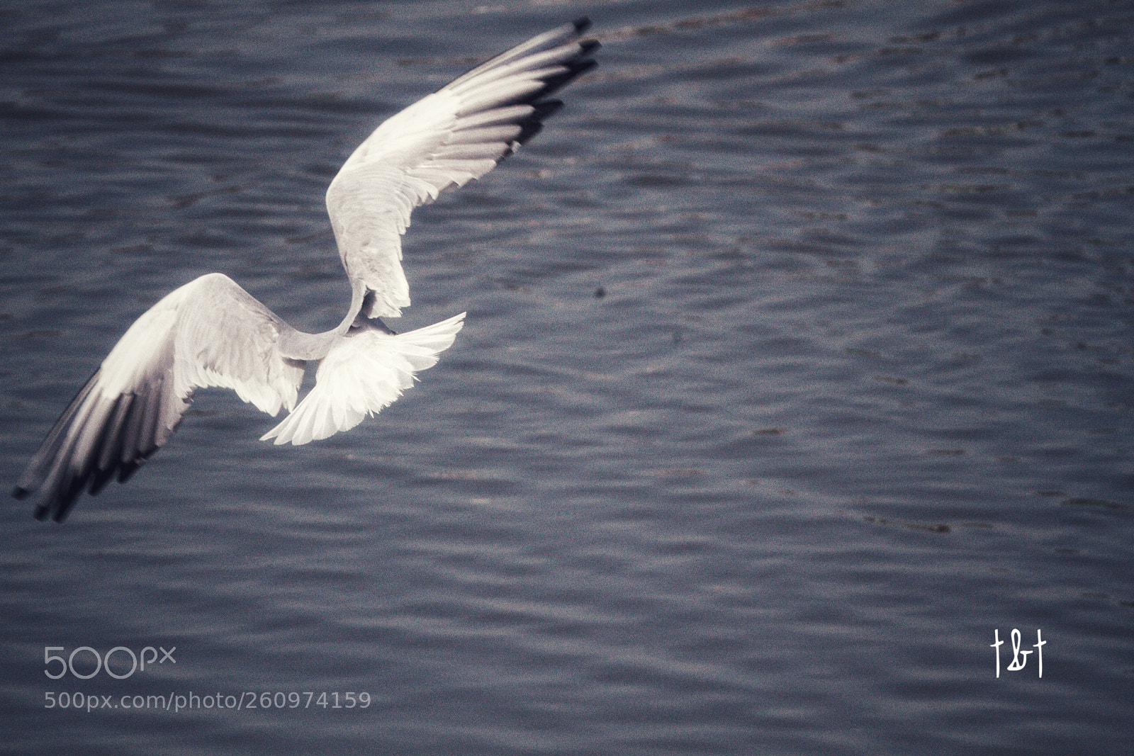 Canon EOS 7D sample photo. Untitled photography