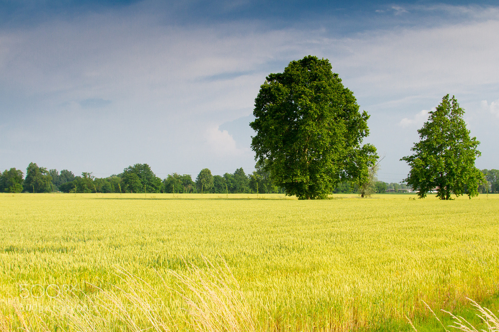Canon EOS 7D sample photo. Campagna photography