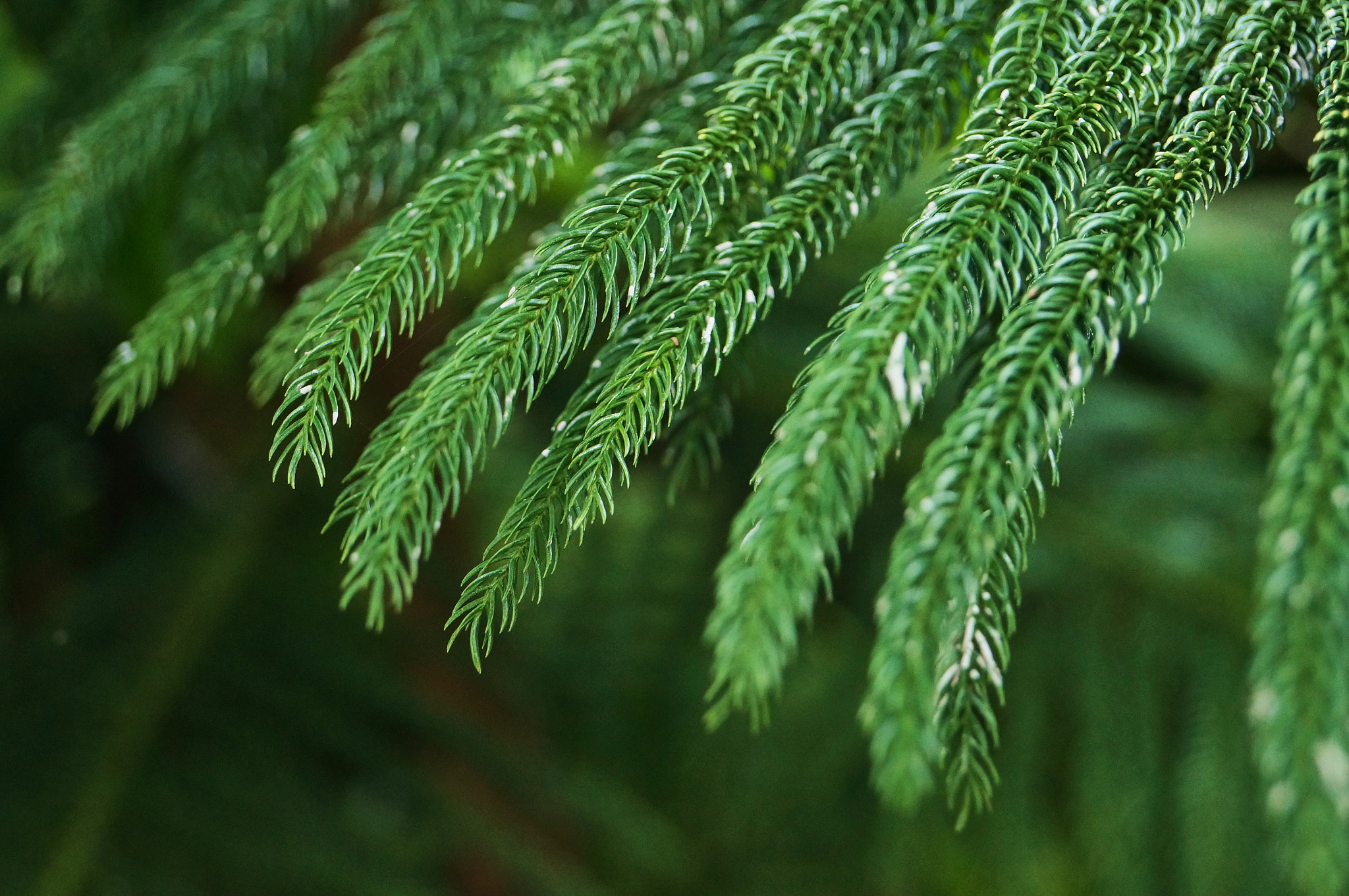 Sony SLT-A57 sample photo. Green photography