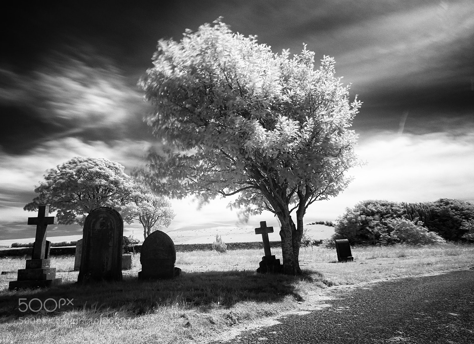 Nikon D200 sample photo. Tree and graves infared photography