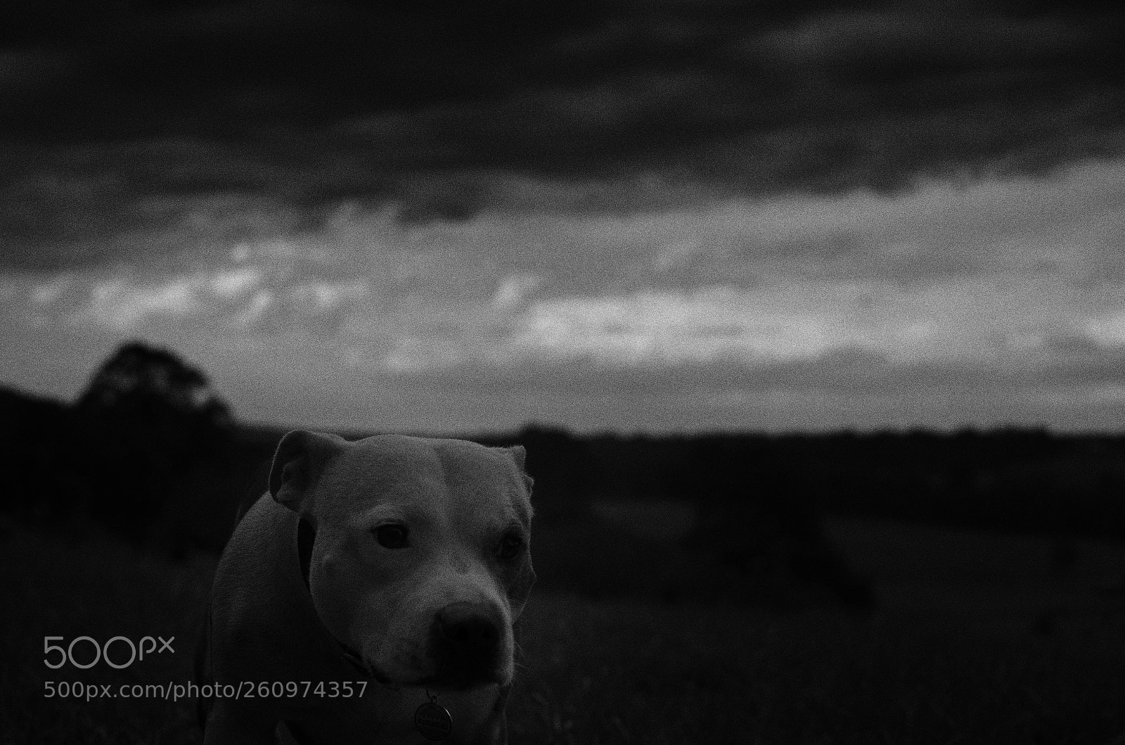 Nikon D7000 sample photo. Dog on the move photography