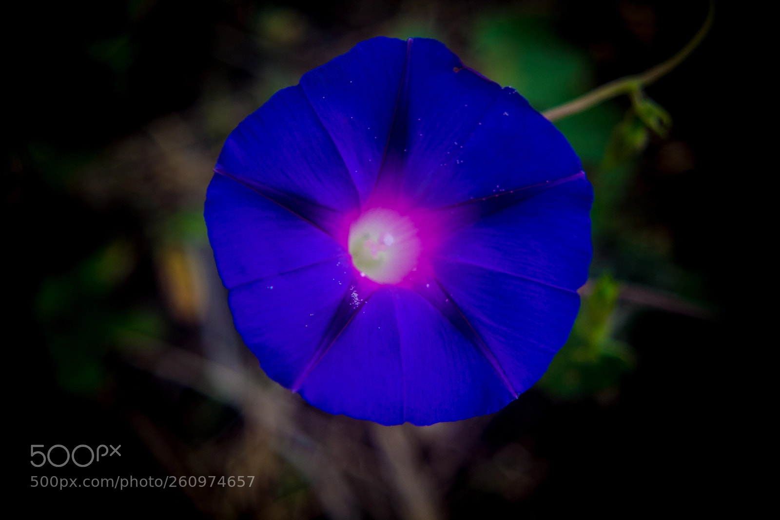 Nikon D5200 sample photo. Ipomoea porpurea i photography