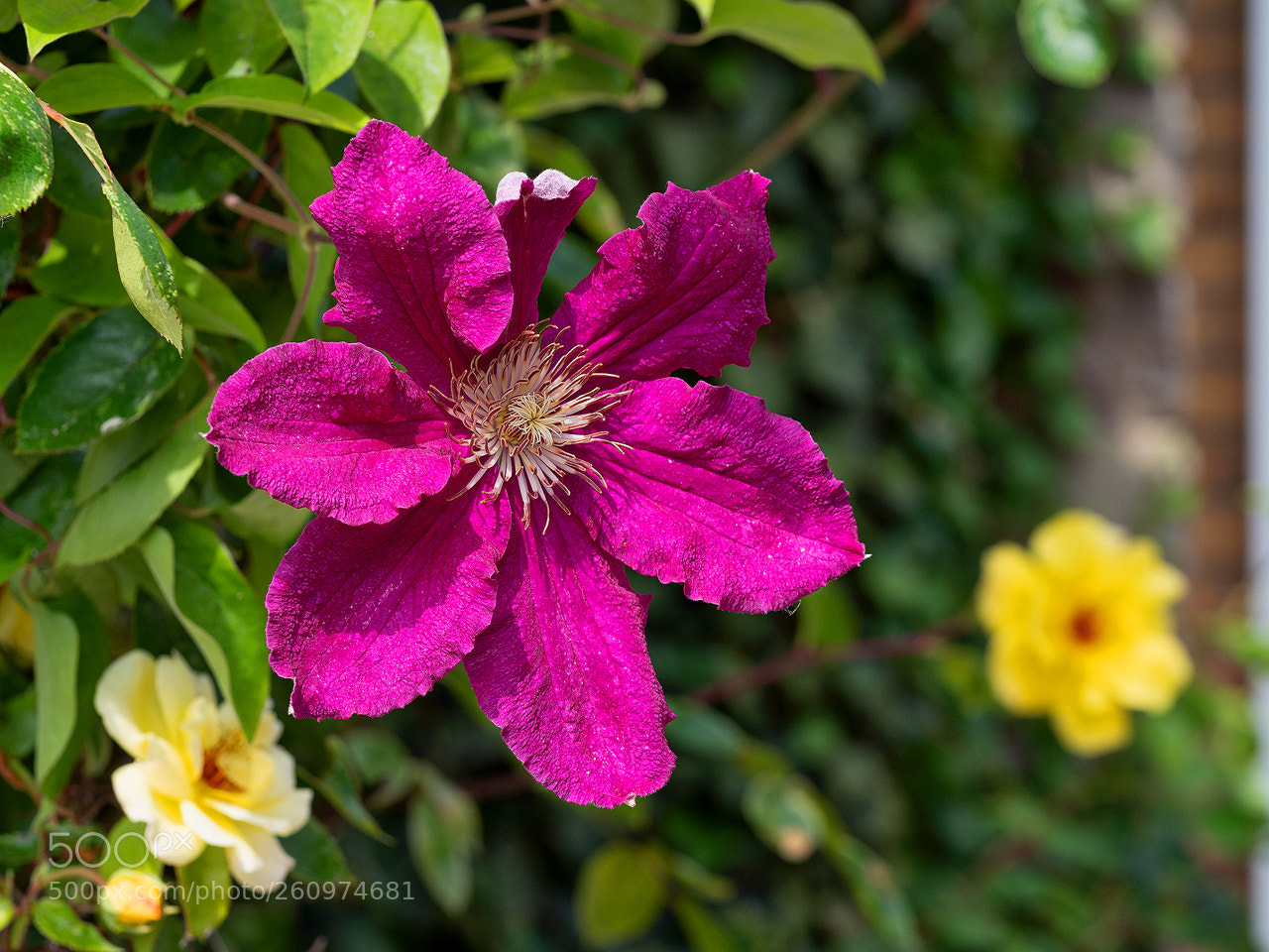 Olympus OM-D E-M1 Mark II sample photo. Clematis photography