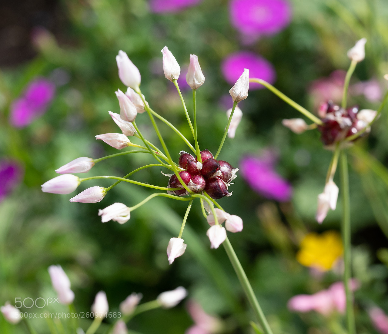 Olympus OM-D E-M1 Mark II sample photo. Allium photography