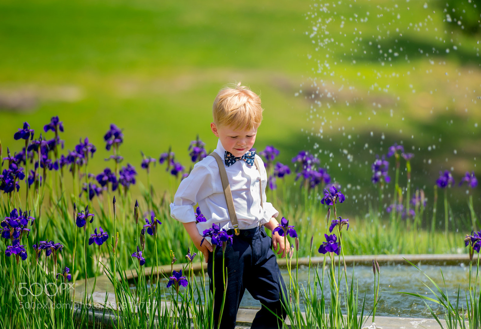 Nikon D3400 sample photo. Dapper in irises photography
