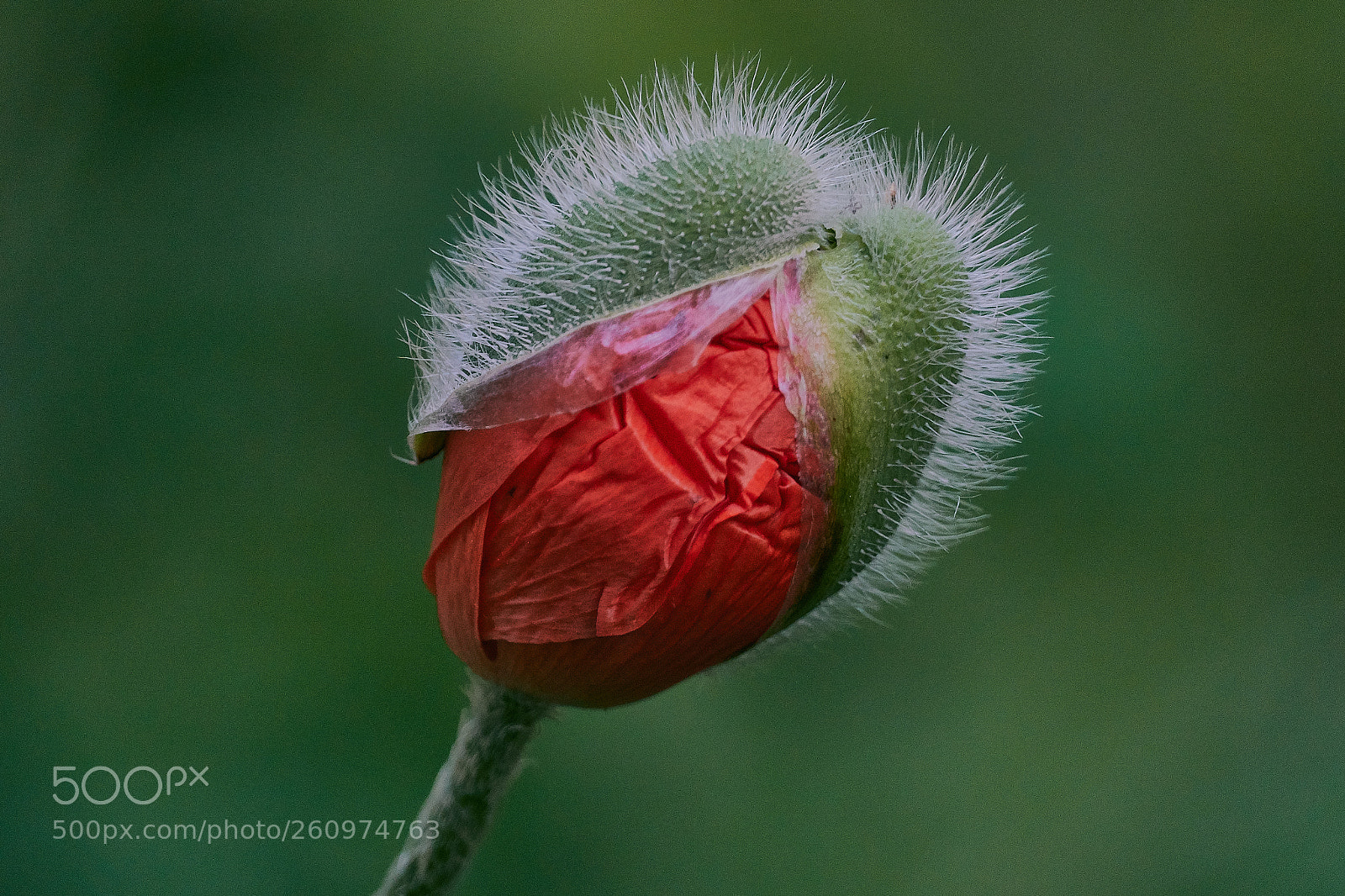 Sony Cyber-shot DSC-RX10 IV sample photo. Just about to bloom photography