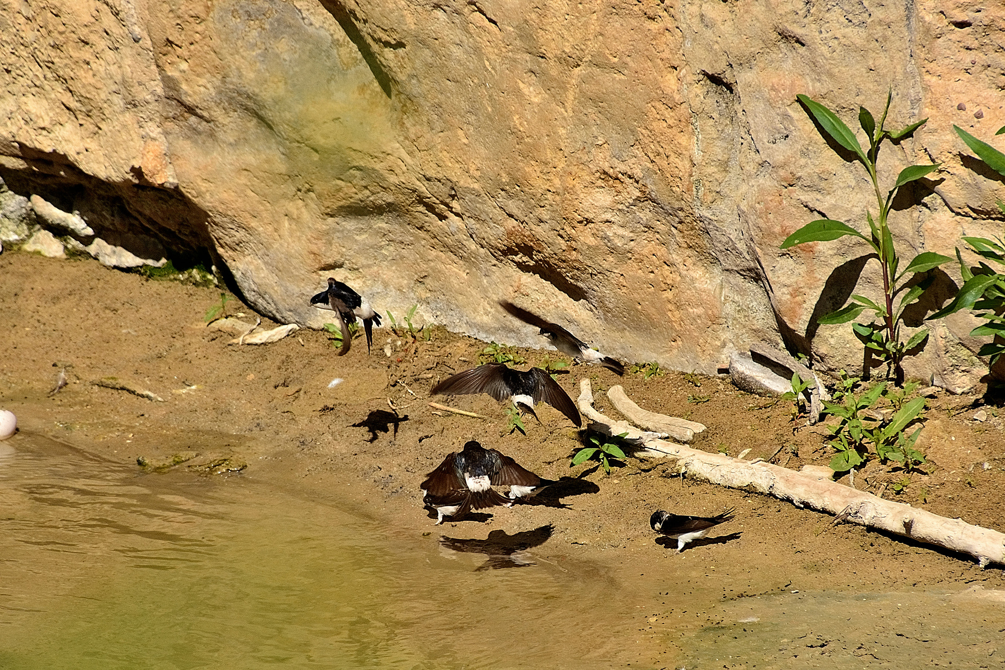Nikon D7100 sample photo. Ds photography