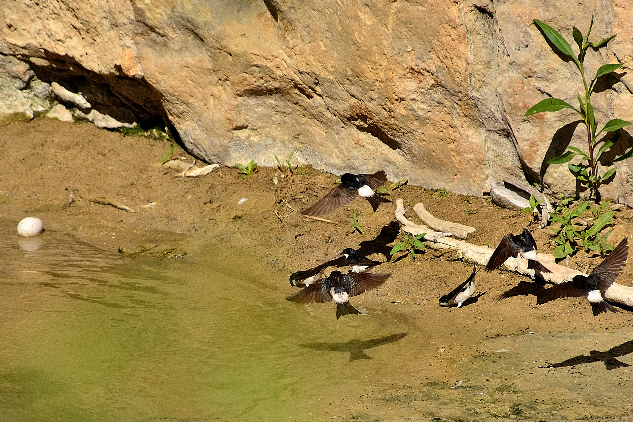 Nikon D7100 sample photo. Ds photography