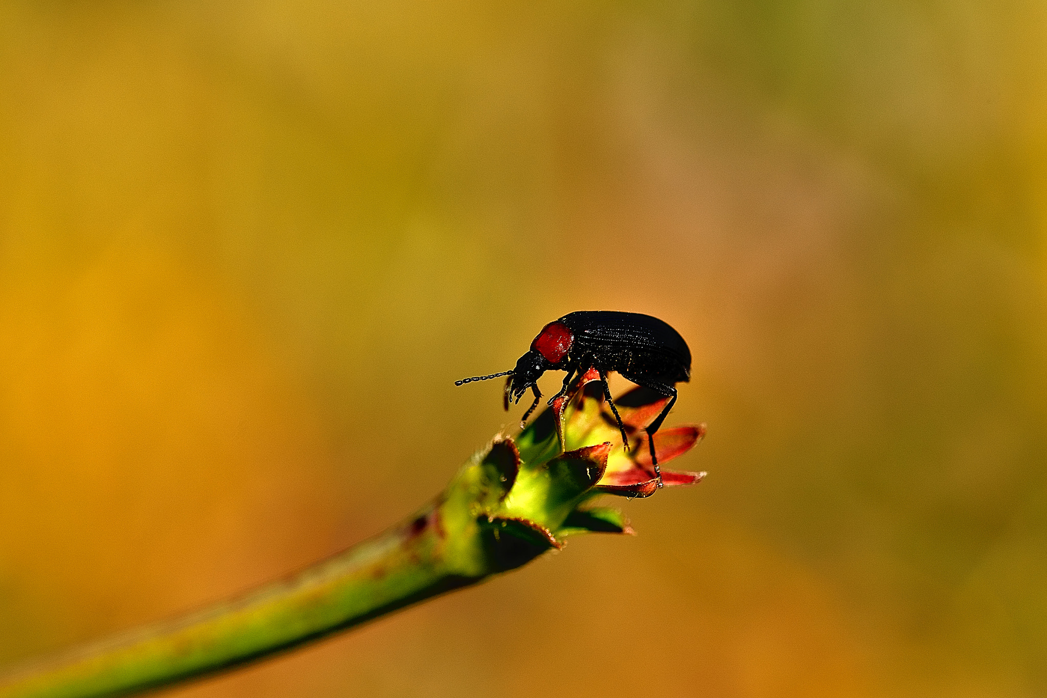 Nikon D7100 + Sigma 105mm F2.8 EX DG OS HSM sample photo. Ds photography