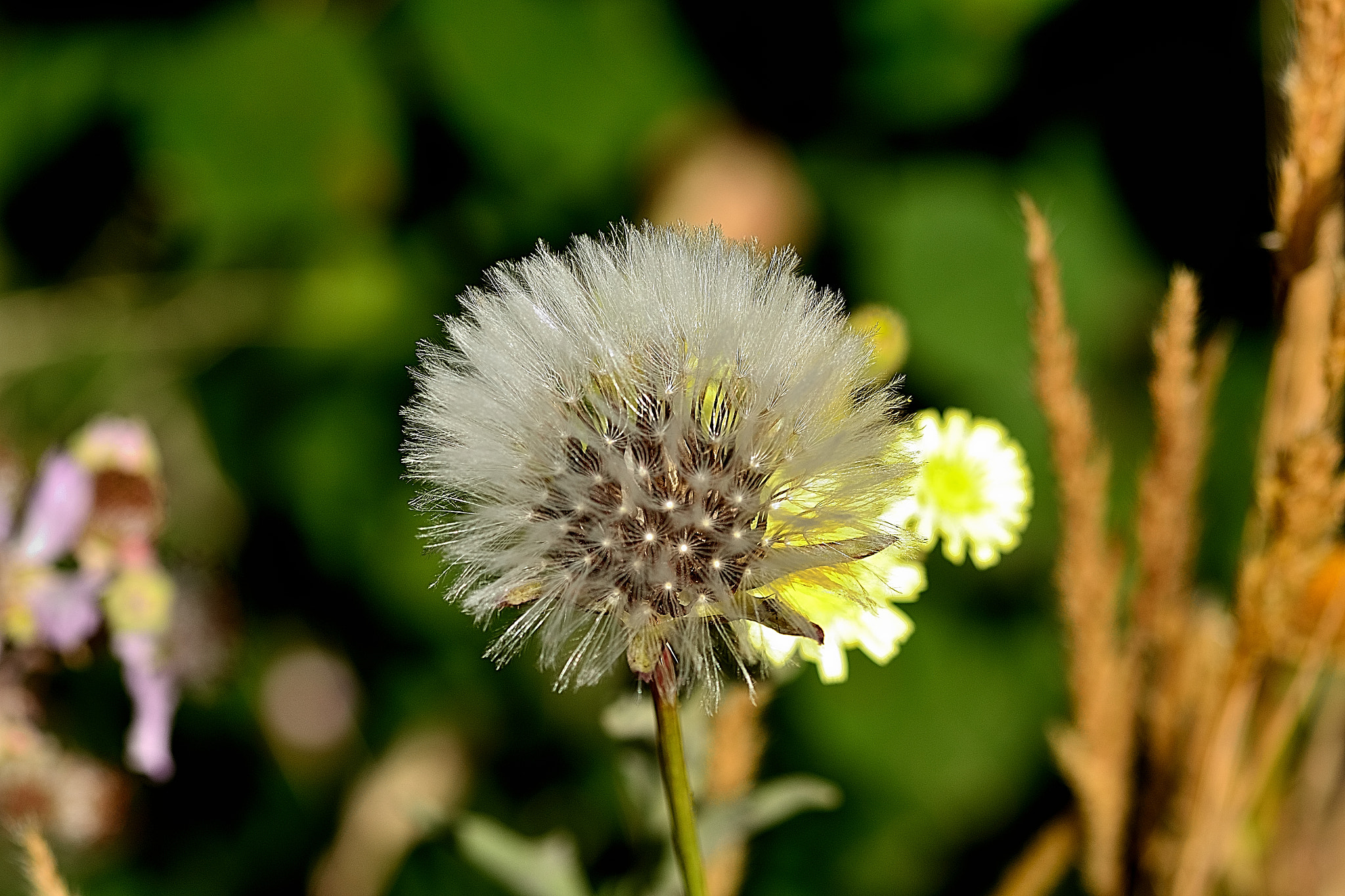 Sigma 105mm F2.8 EX DG OS HSM sample photo. Ds photography