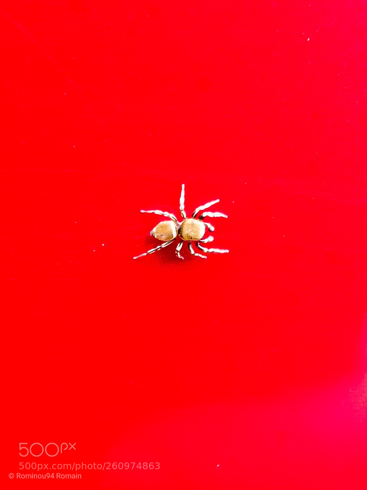 Samsung Galaxy S8 sample photo. Smal spider photography