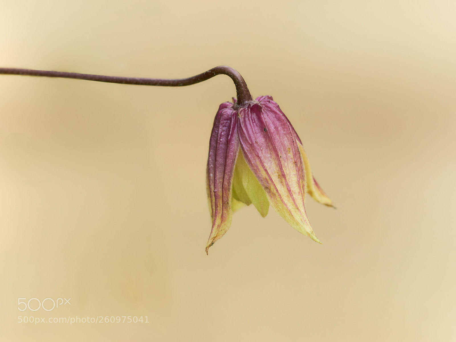 Sony ILCA-77M2 sample photo. Flower photography