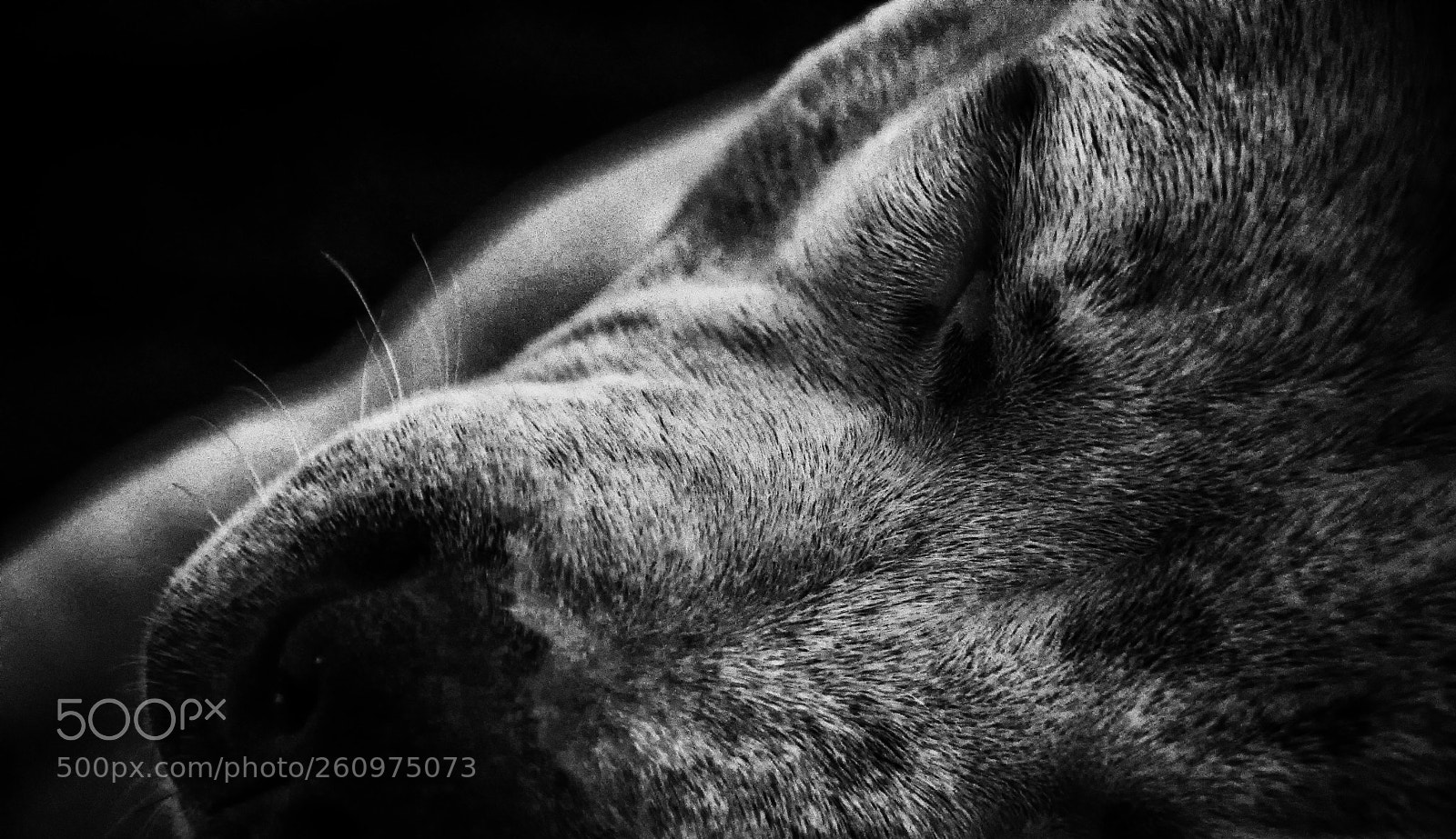 Nikon D7000 sample photo. Dog's head close up photography