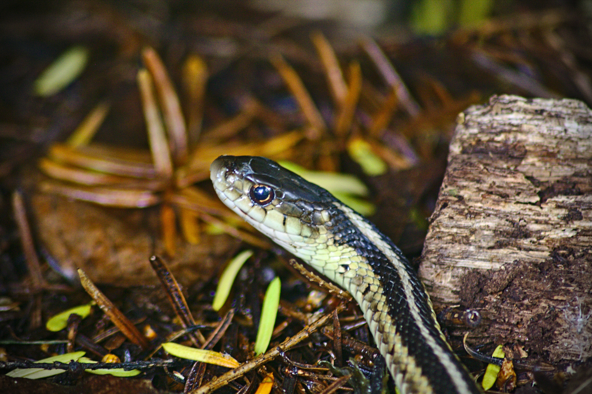 Canon EOS 1000D (EOS Digital Rebel XS / EOS Kiss F) sample photo. Hello snake photography