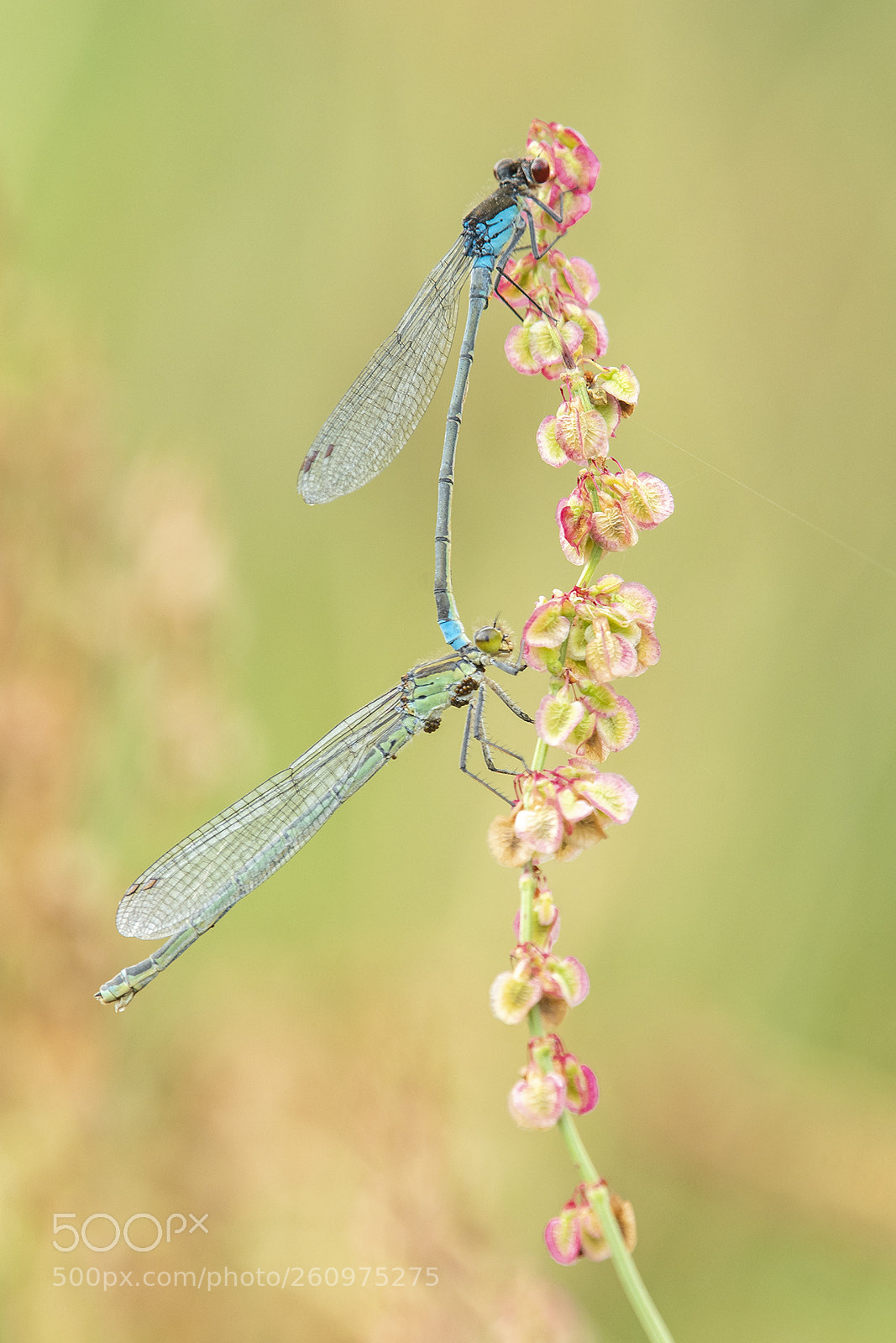 Nikon D500 sample photo. Red-eyed damselflies mating photography