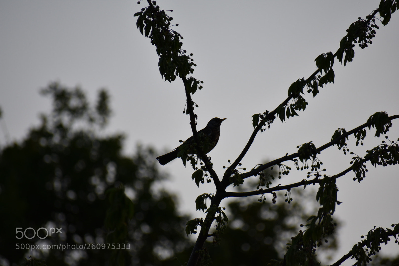 Nikon D3400 sample photo. Untitled photography