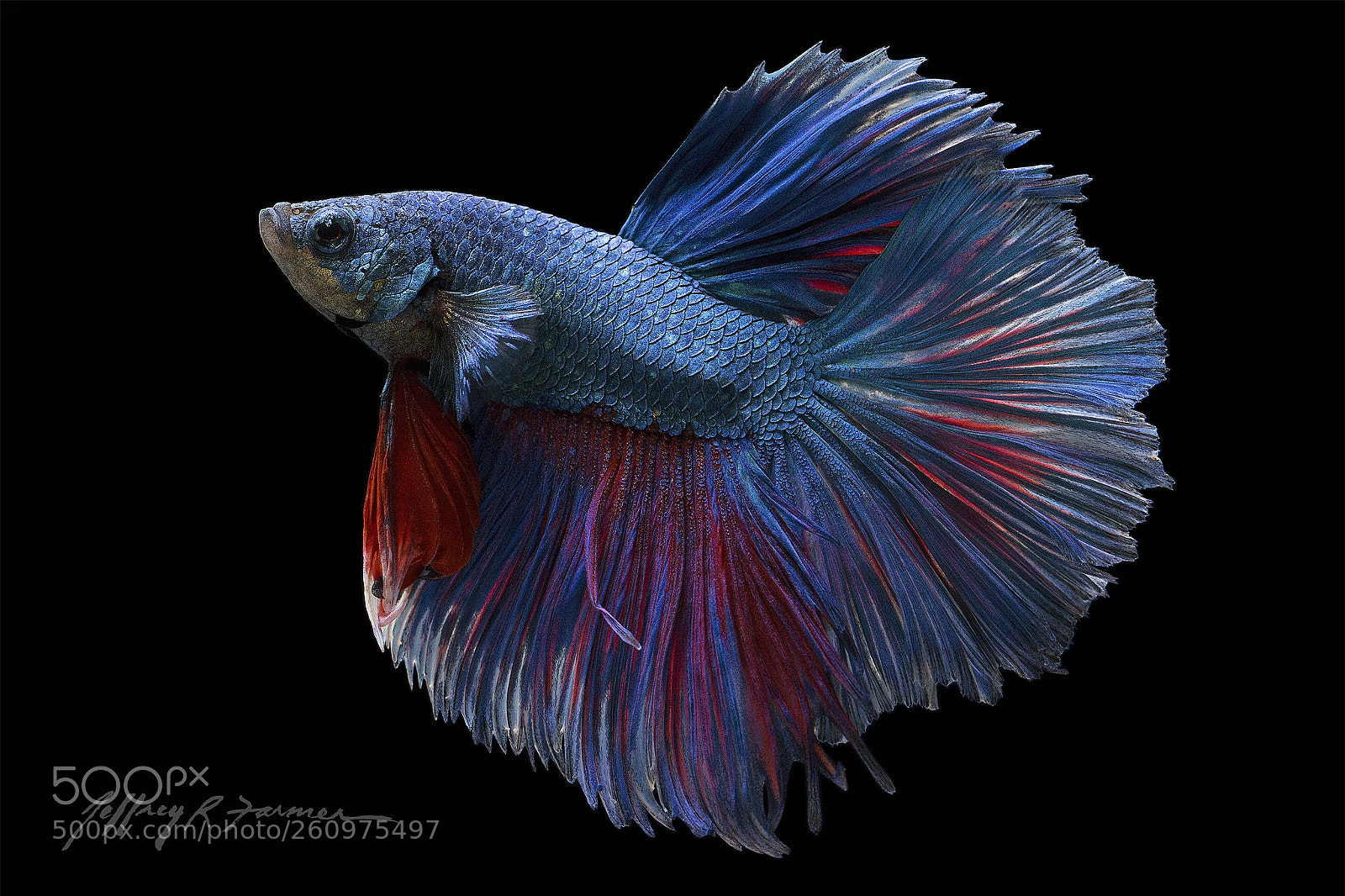 Canon EOS 70D sample photo. In living color photography