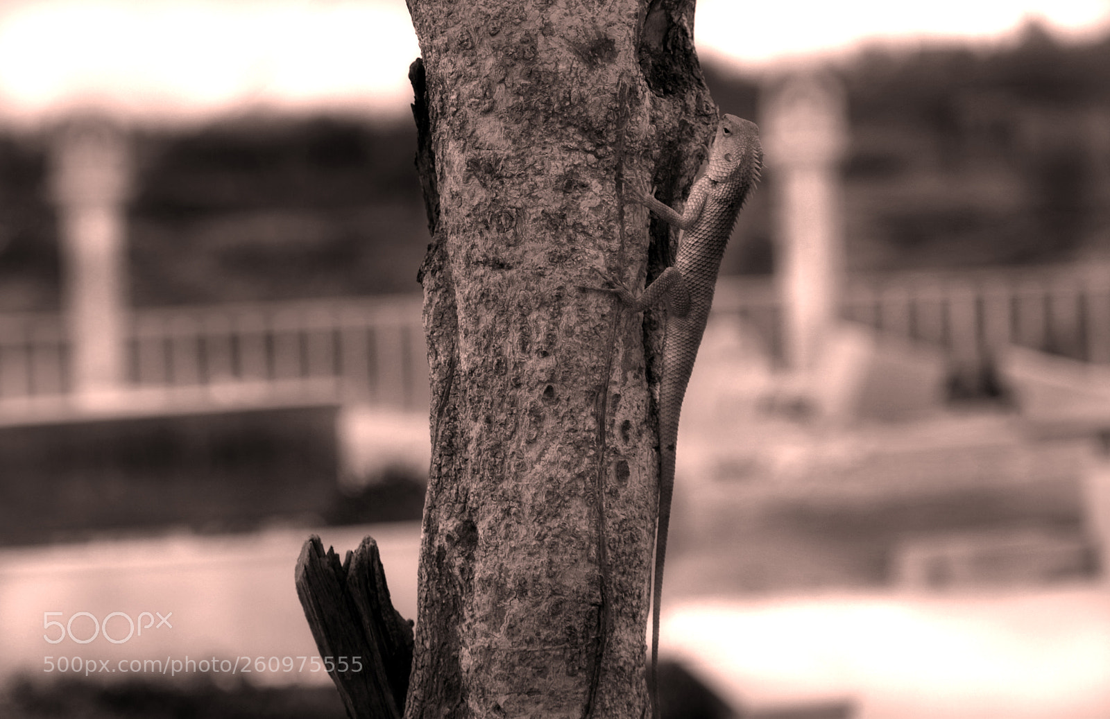 Nikon D5300 sample photo. Chameleon photography