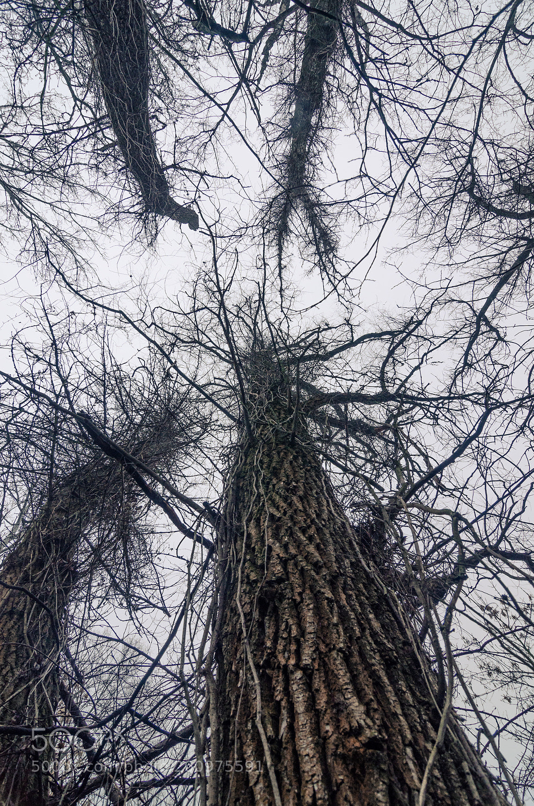Nikon D7000 sample photo. Scary trees photography