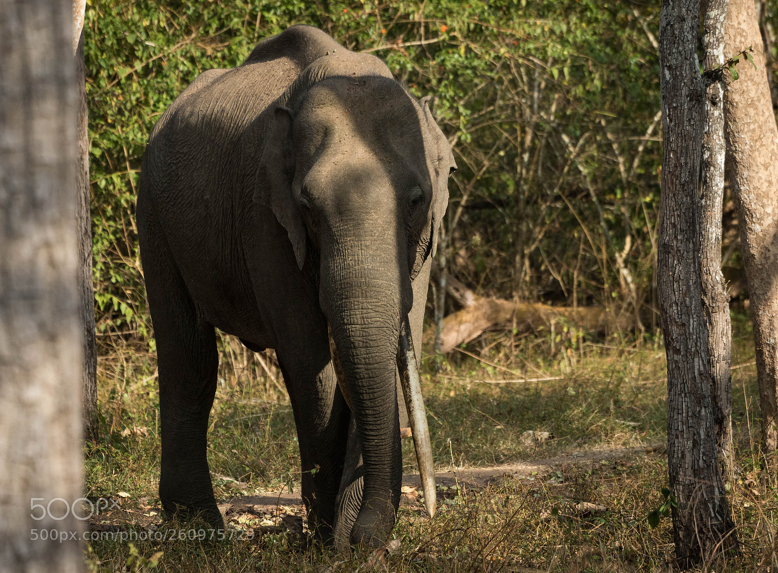 Canon EOS 7D Mark II sample photo. Tusker photography