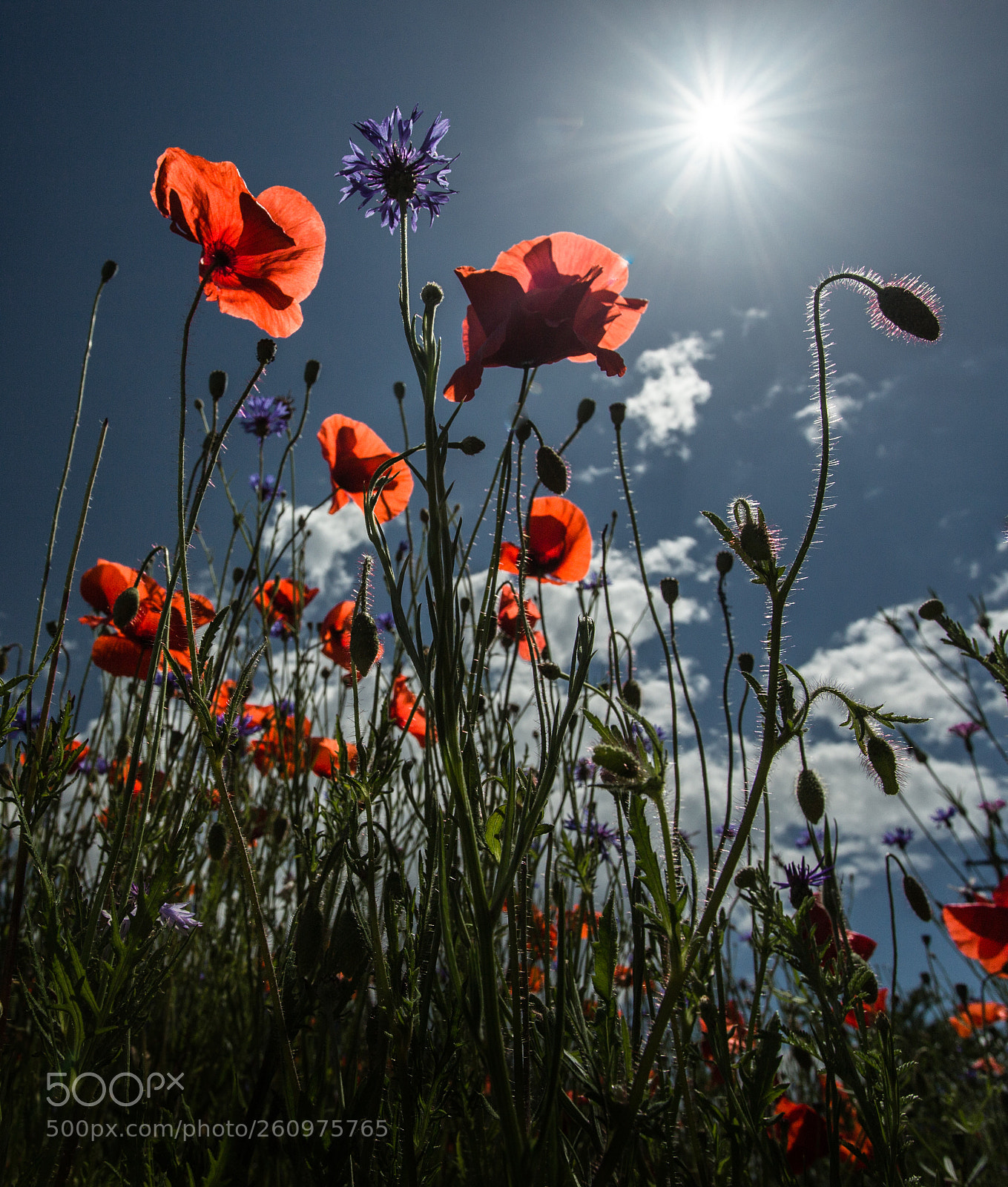 Canon EOS 6D sample photo. Summer flowers ii photography