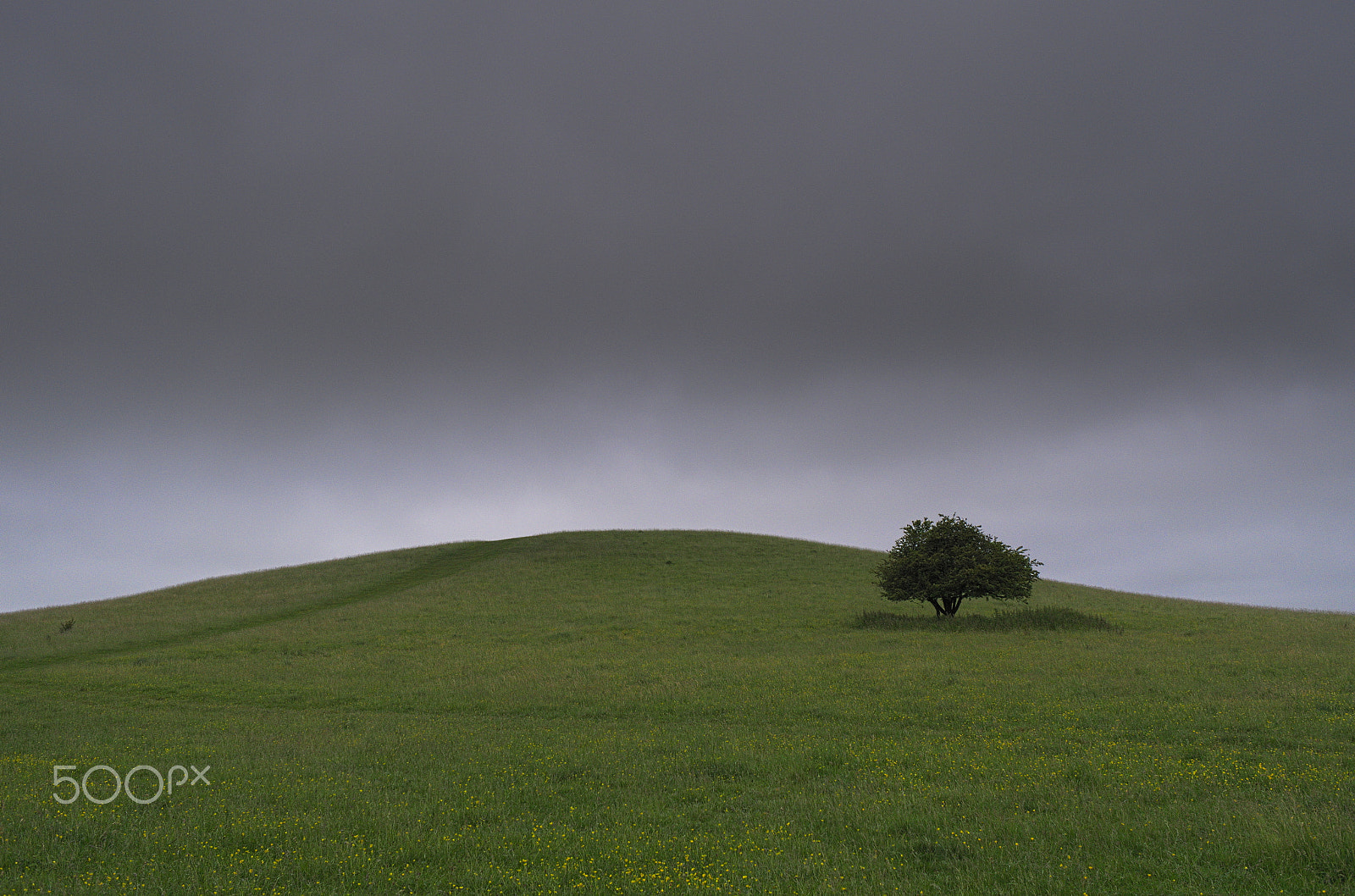 Leica X2 sample photo. Small green hill with lone tree photography