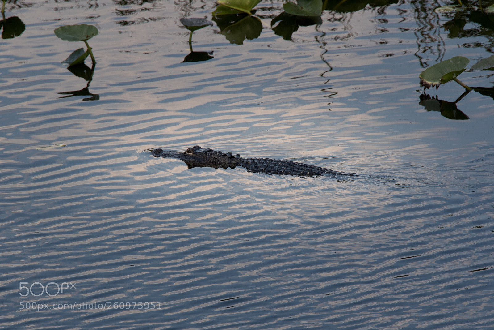 Canon EOS 7D Mark II sample photo. Untitled photography
