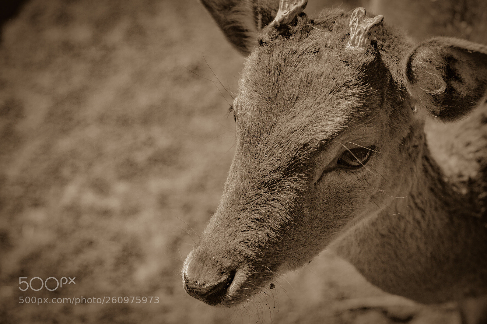 Nikon D3200 sample photo. Venado photography