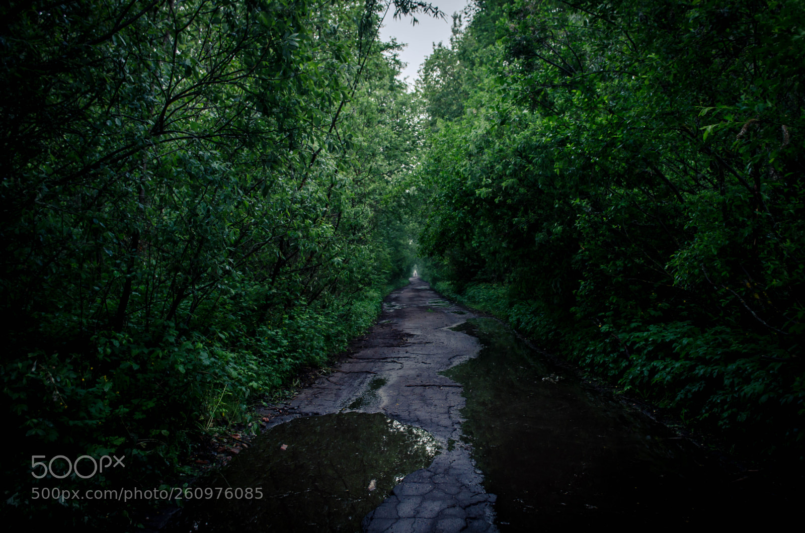 Nikon D5100 sample photo. To the jungle photography