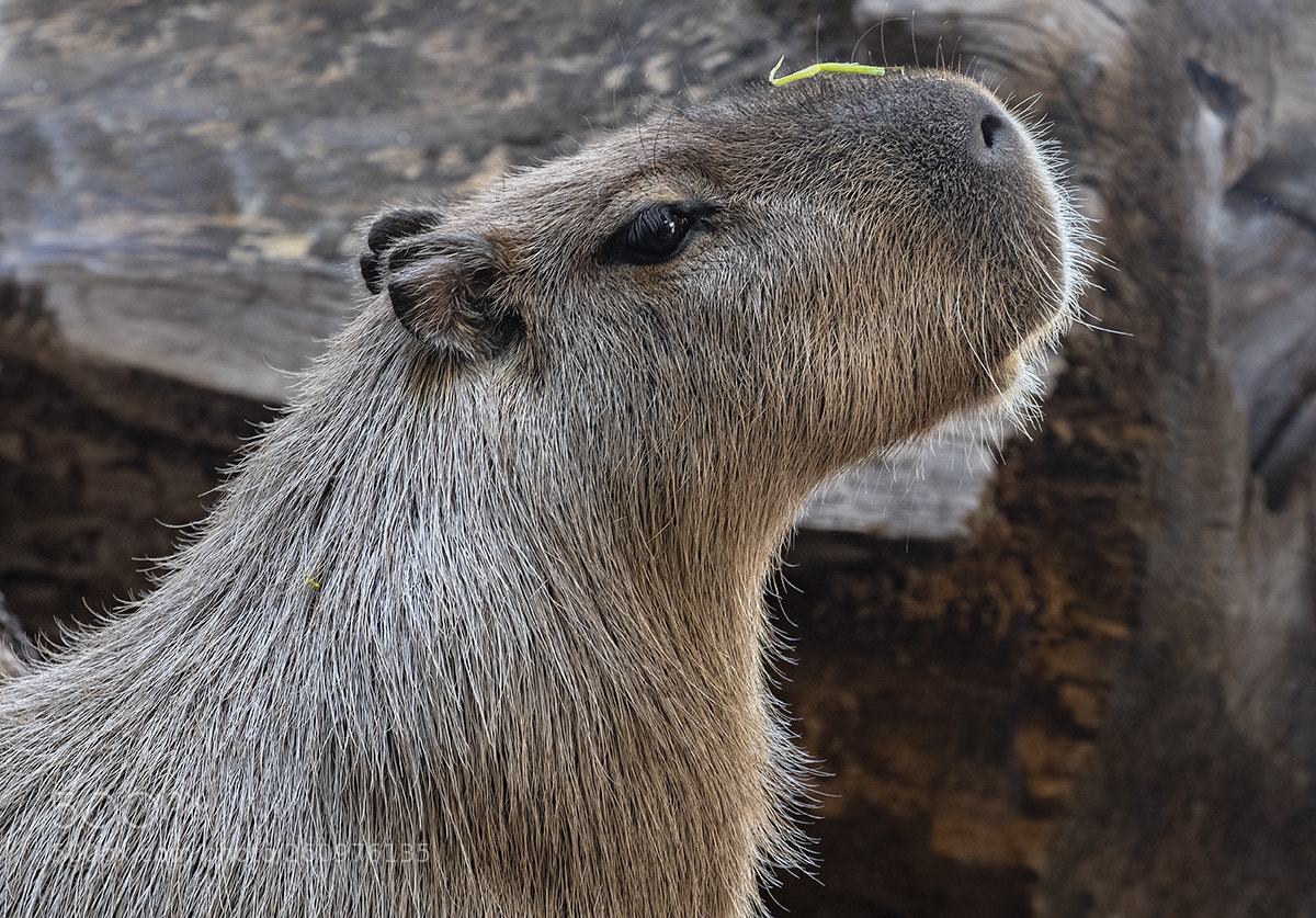 Fujifilm X-T2 sample photo. Capybara (hydrochaeris hydrochaeris) photography