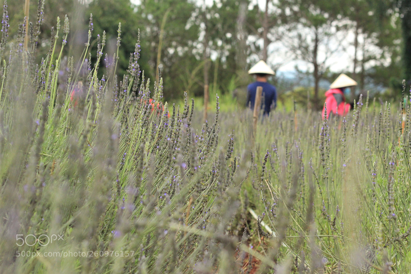Canon EOS 600D (Rebel EOS T3i / EOS Kiss X5) sample photo. Summer joy - t photography