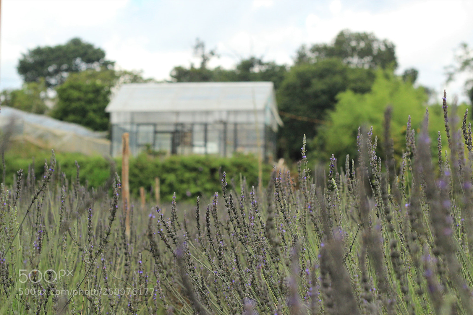 Canon EOS 600D (Rebel EOS T3i / EOS Kiss X5) sample photo. Summer joy - t photography