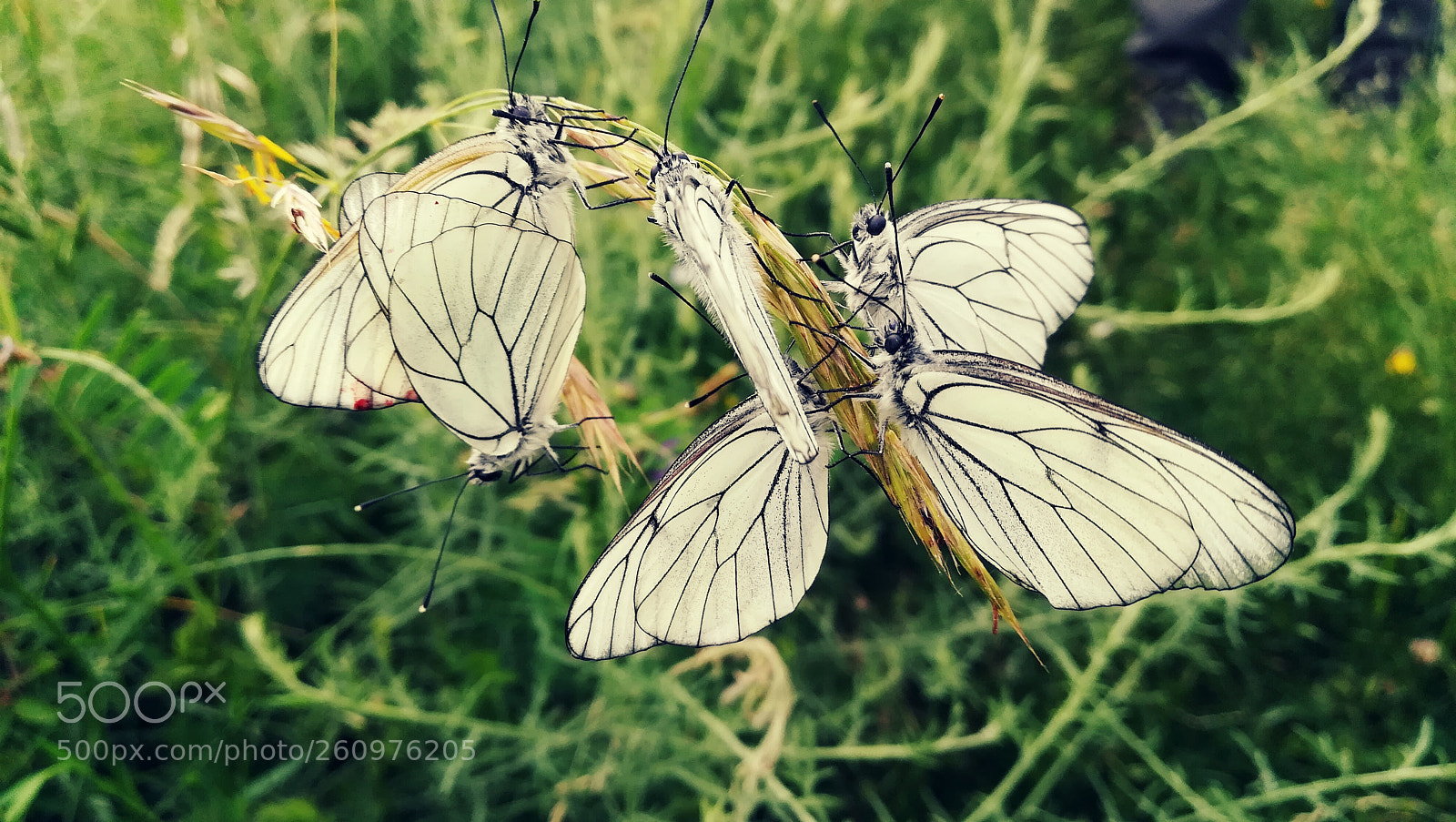 HUAWEI P10 lite sample photo. Butterflies photography