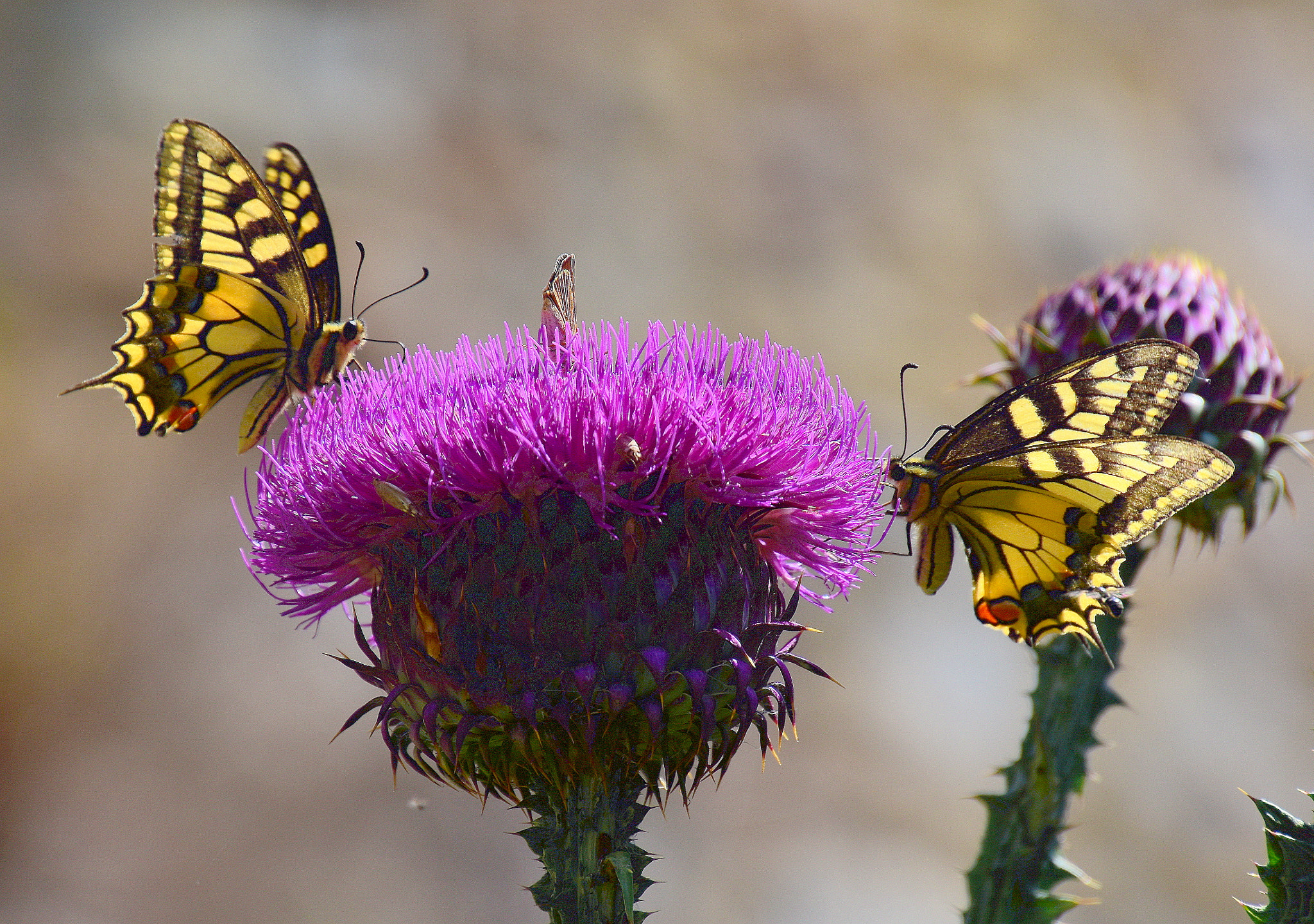 Nikon D7200 sample photo. Cardo con due farfalle macaone photography
