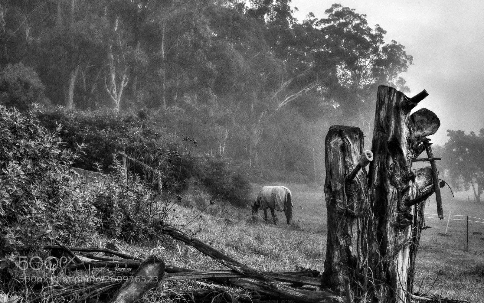 Nikon D7000 sample photo. Country stump in fog photography