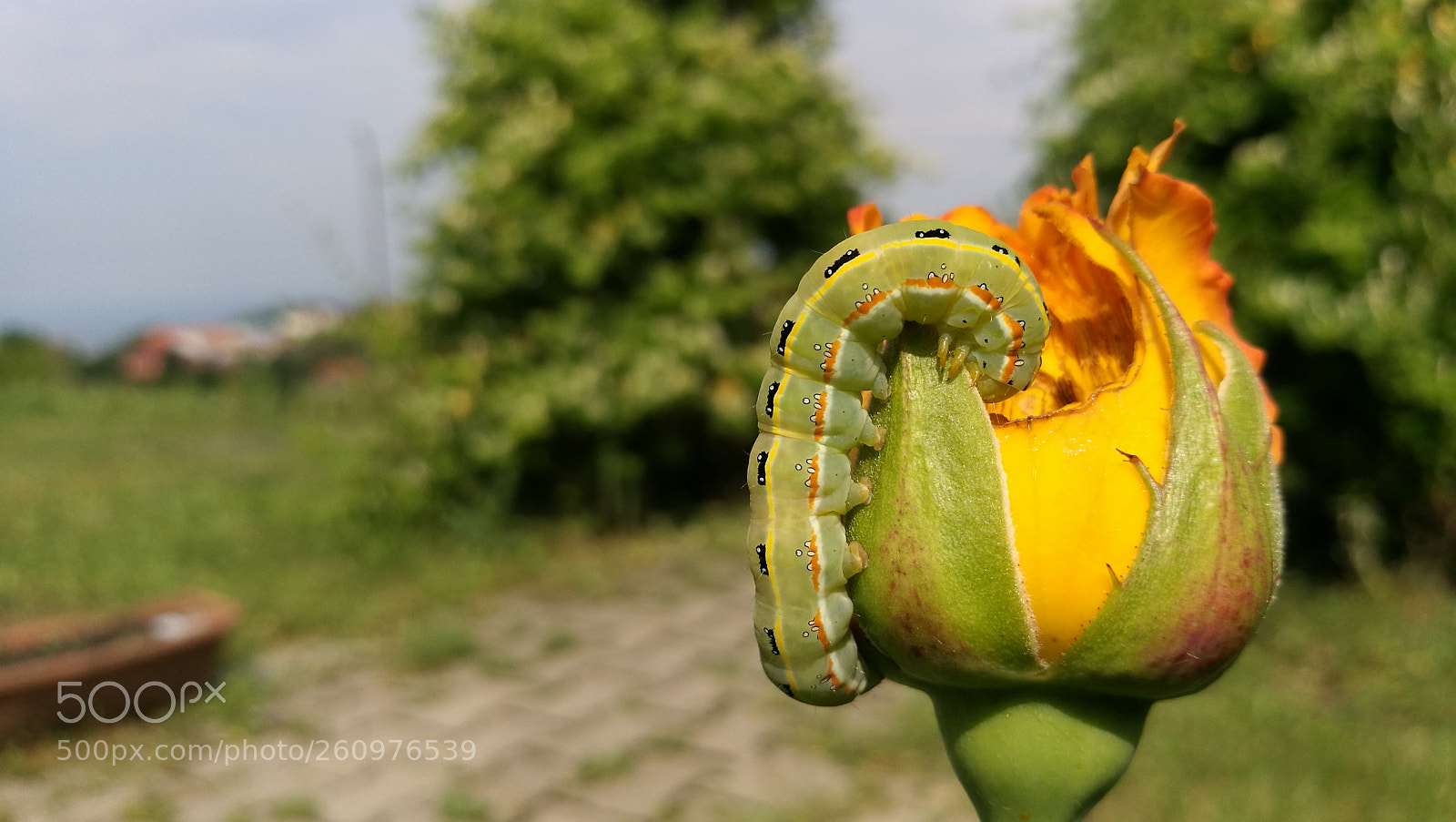 HUAWEI P9 sample photo. Caterpillar eating photography