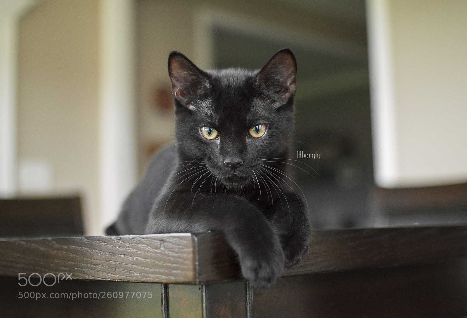 Nikon D3200 sample photo. The little house panther photography