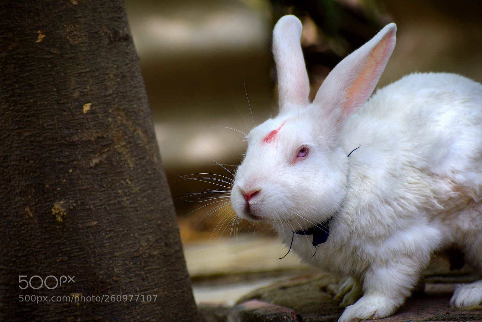 Nikon D5300 sample photo. White rabbit photography