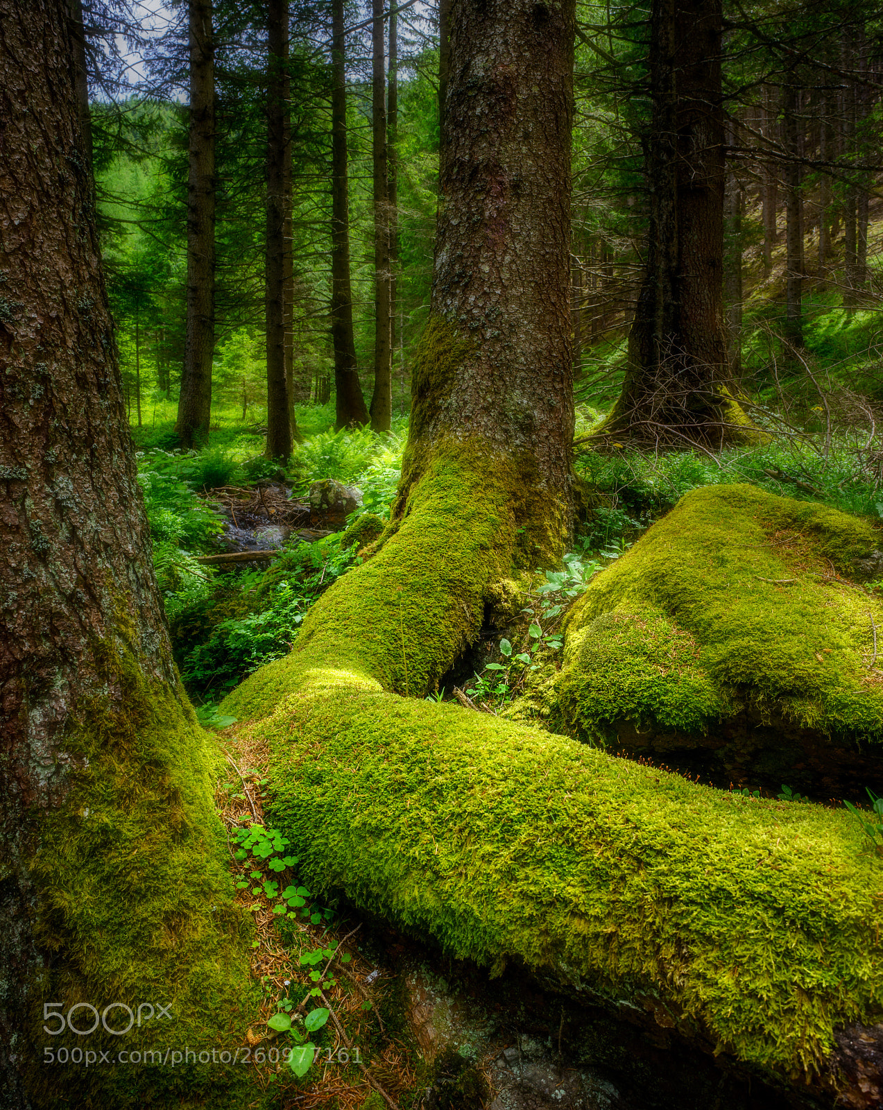 Sony a7R sample photo. Tyrolean woodland photography