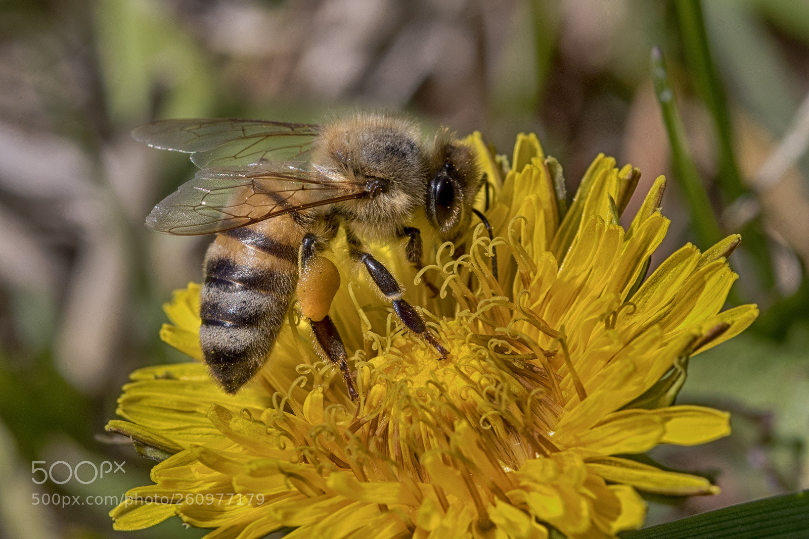 Canon EOS 7D Mark II sample photo. Bee at work photography