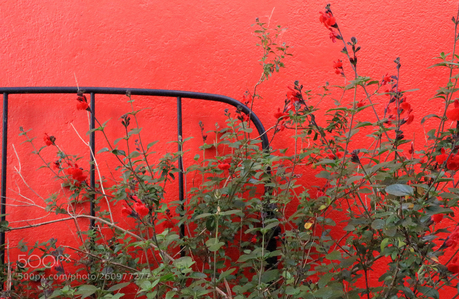 Canon EOS 100D (EOS Rebel SL1 / EOS Kiss X7) sample photo. Colours in trentemoult photography