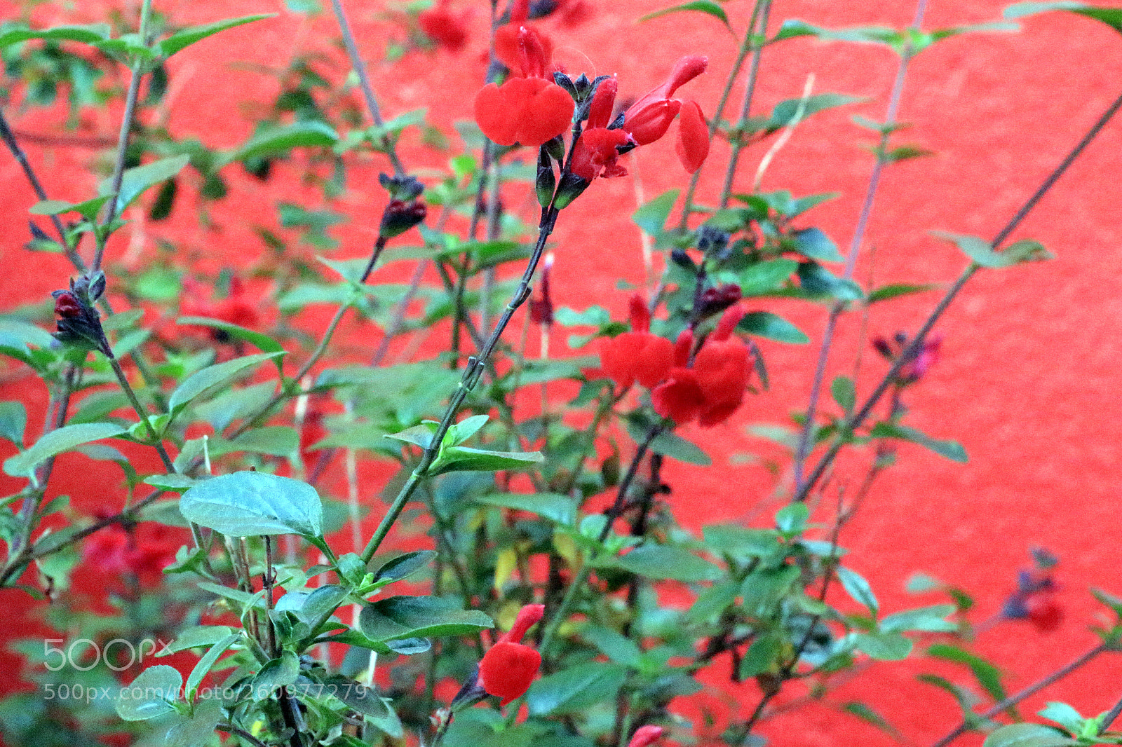 Canon EOS 100D (EOS Rebel SL1 / EOS Kiss X7) sample photo. Colours in trentemoult photography
