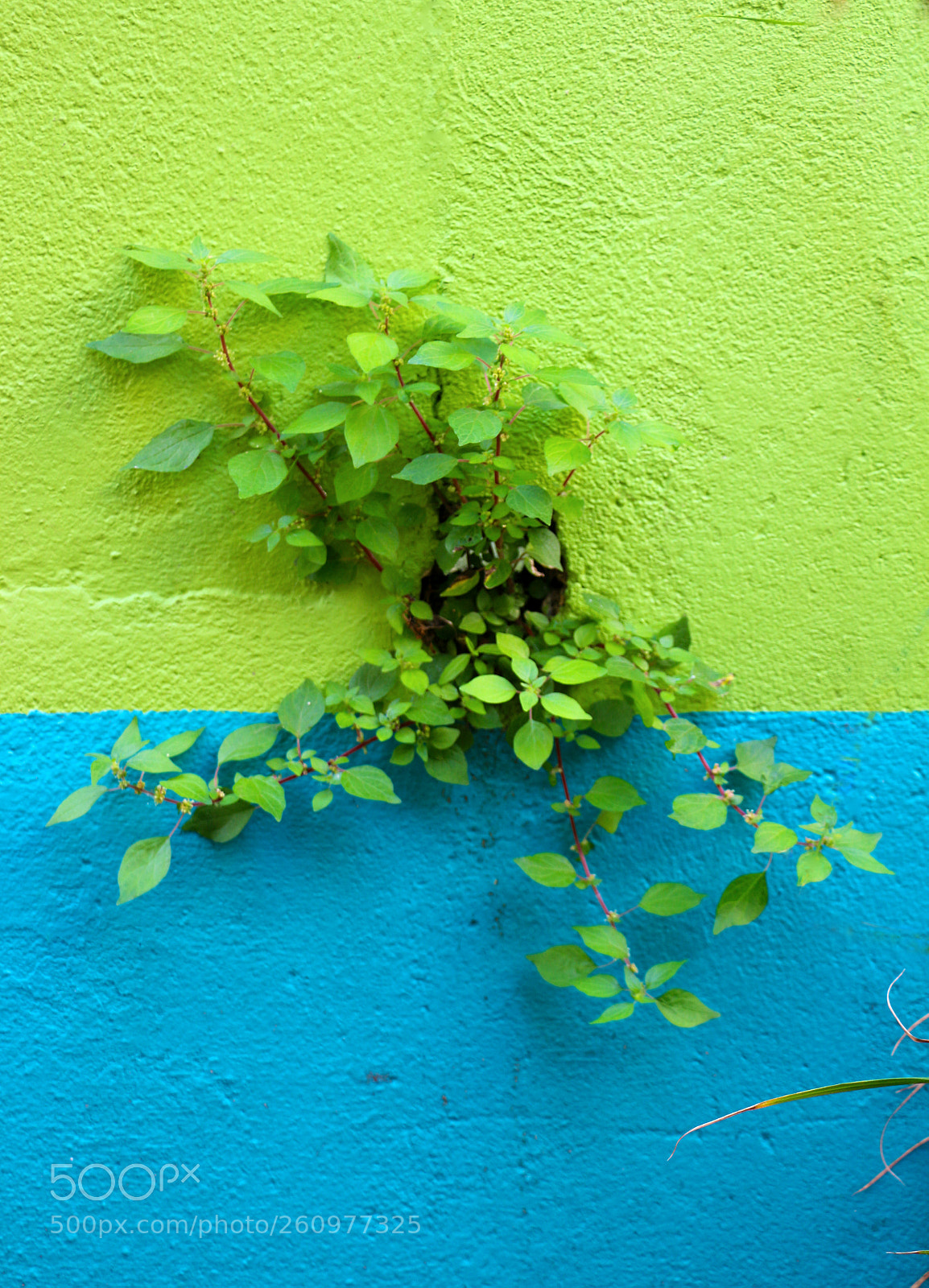 Canon EOS 100D (EOS Rebel SL1 / EOS Kiss X7) sample photo. Colours in trentemoult photography