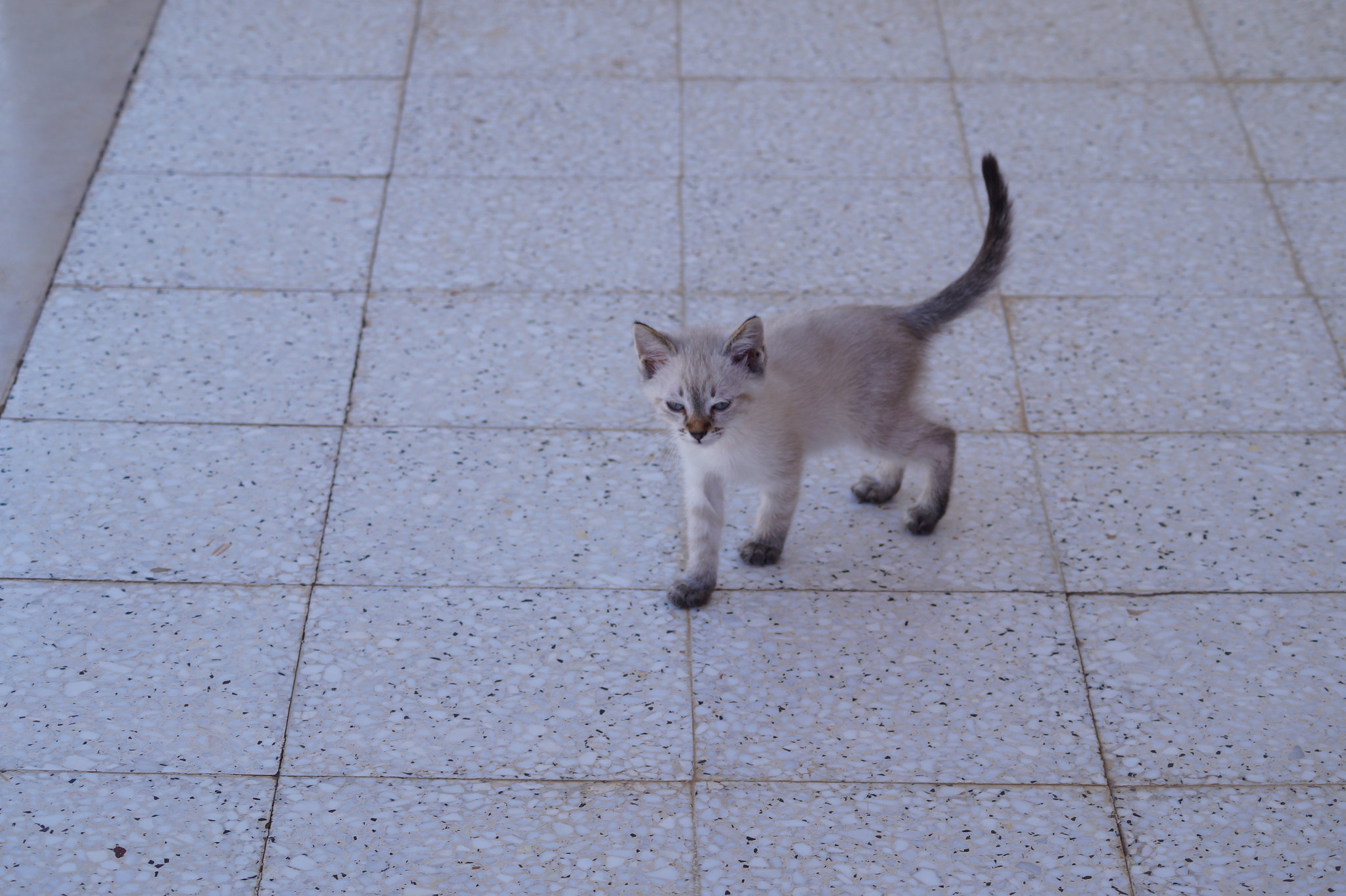 Sony DT 55-200mm F4-5.6 SAM sample photo. Untitled photography