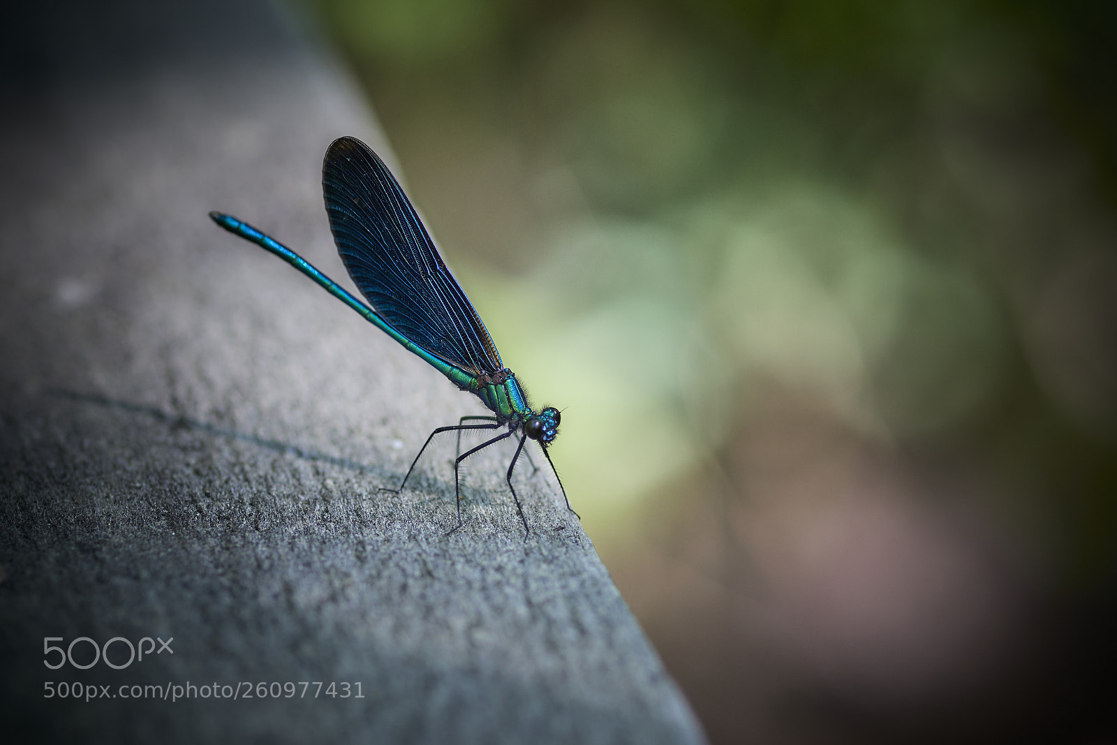 Nikon D800E sample photo. Shiny exoskeleton photography