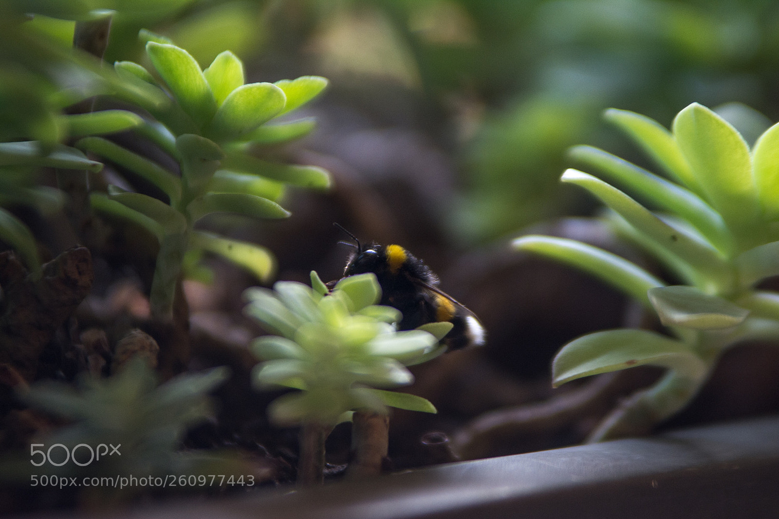 Nikon D7100 sample photo. Bombus  photography