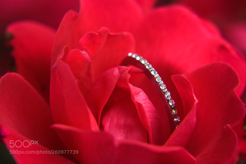 Nikon D3300 sample photo. Spring wedding2 photography