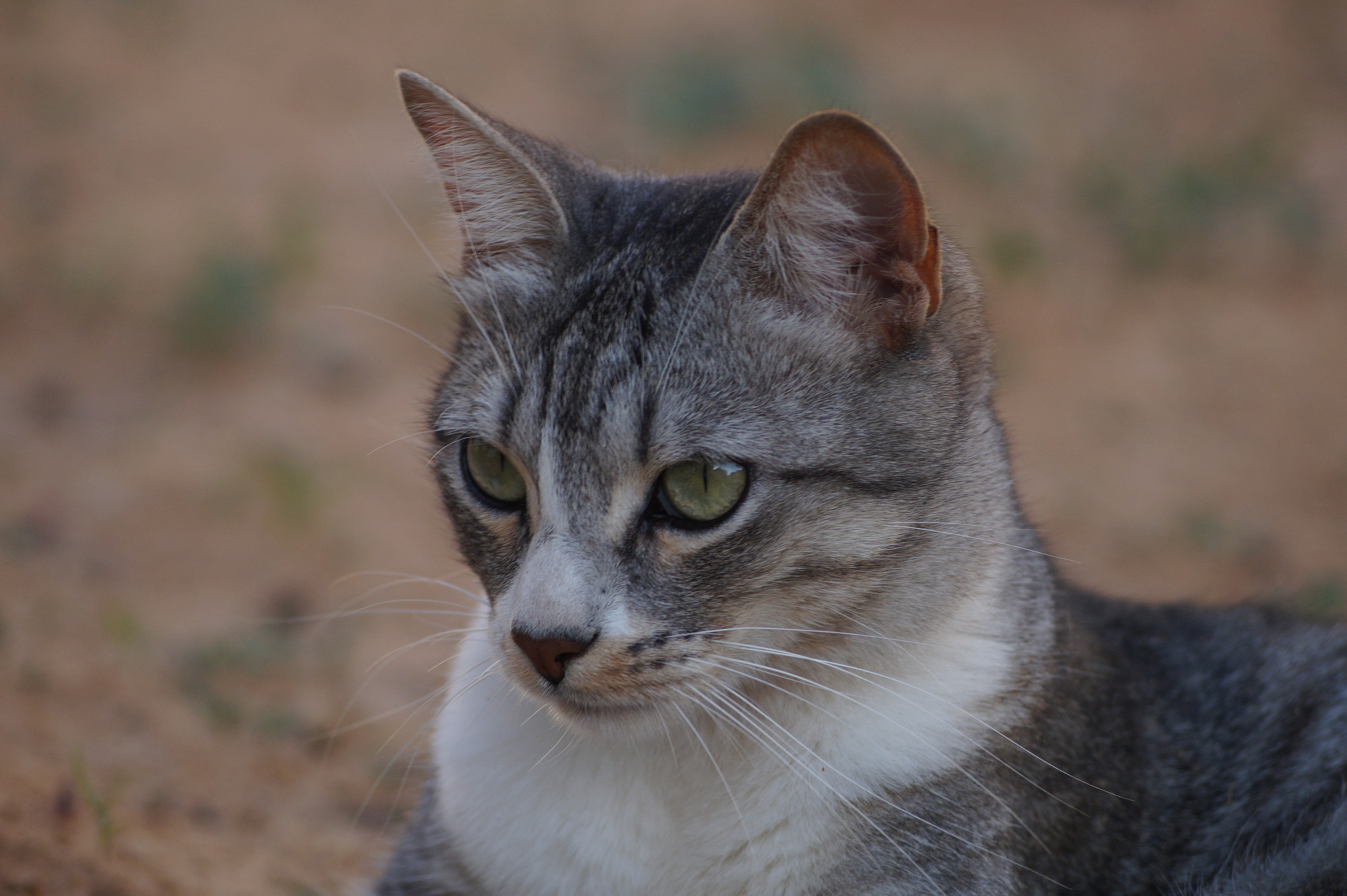 Sony DT 55-200mm F4-5.6 SAM sample photo. Untitled photography