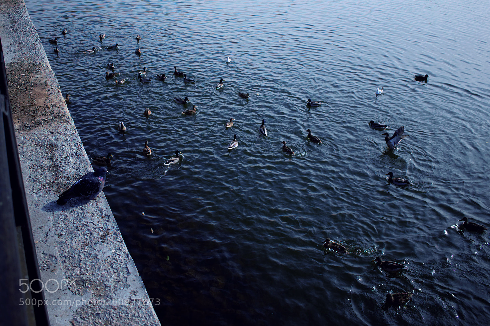 Nikon D5300 sample photo. Untitled photography